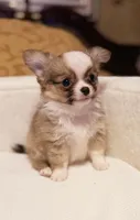 Rudy, a male Chihuahua for sale in Fort Oglethorpe, GA – 8 of 12