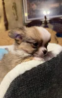 Rudy, a male Chihuahua for sale in Fort Oglethorpe, GA – 2 of 12