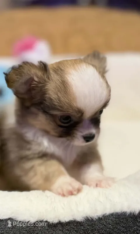 Rudy – Chihuahua puppy for sale in Fort Oglethorpe, GA