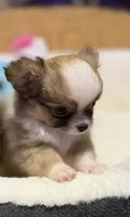 Rudy, a male Chihuahua for sale in Fort Oglethorpe, GA – 1 of 12