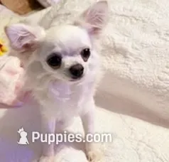 Rudy, a male Chihuahua for sale in Fort Oglethorpe, GA – 4 of 5