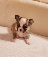 Rudy, a male Chihuahua for sale in Fort Oglethorpe, GA – 2 of 5