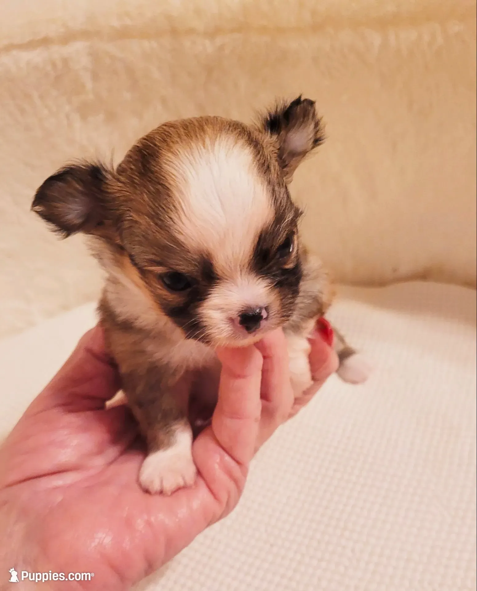 Rudy, a male Chihuahua for sale in Fort Oglethorpe, GA – 1 of 5