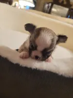 Rudy, a male Chihuahua for sale in Fort Oglethorpe, GA – 3 of 5