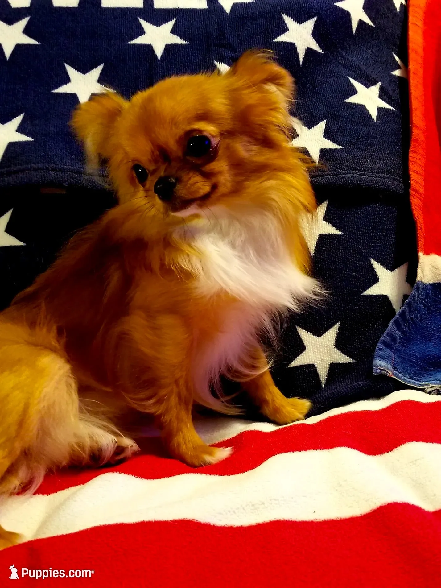Rudy, a male Chihuahua for sale in Fort Oglethorpe, GA – 5 of 5