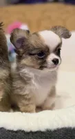 Rudy, a male Chihuahua for sale in Fort Oglethorpe, GA – 3 of 12