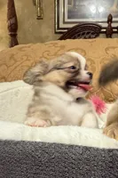 Rudy, a male Chihuahua for sale in Fort Oglethorpe, GA – 4 of 12