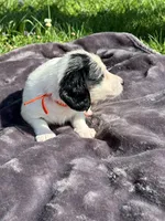 Orange collar, a male Miniature Dachshund for sale in Johnson, VT – 3 of 3