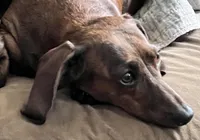 Phoebe, a female Miniature Dachshund for sale in Johnson, VT – Photo 4 of 4