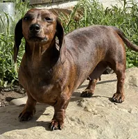 Phoebe, a female Miniature Dachshund for sale in Johnson, VT – Photo 3 of 4