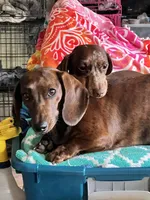 Phoebe, a female Miniature Dachshund for sale in Johnson, VT – Photo 2 of 4