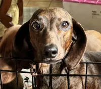 Phoebe, a female Miniature Dachshund for sale in Johnson, VT – Photo 1 of 4