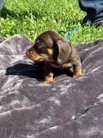 Blue collar, a male Miniature Dachshund for sale in Johnson, VT – 2 of 2