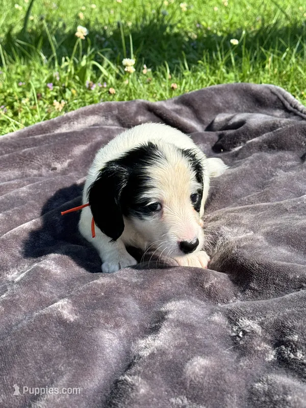 Orange collar – Miniature Dachshund puppy for sale in Johnson, VT