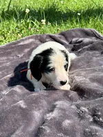 Orange collar, a male Miniature Dachshund for sale in Johnson, VT – 1 of 3