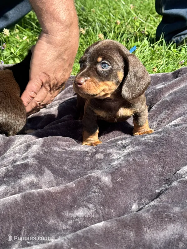 Blue collar – Miniature Dachshund puppy for sale in Johnson, VT