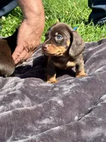 Blue collar, a male Miniature Dachshund for sale in Johnson, VT – 1 of 2