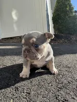 Blue, a male French Bulldog for sale in Sayreville, NJ – Photo 2 of 2