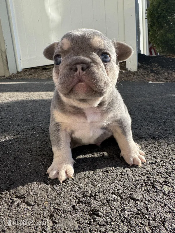 Blue – French Bulldog puppy for sale in Sayreville, NJ