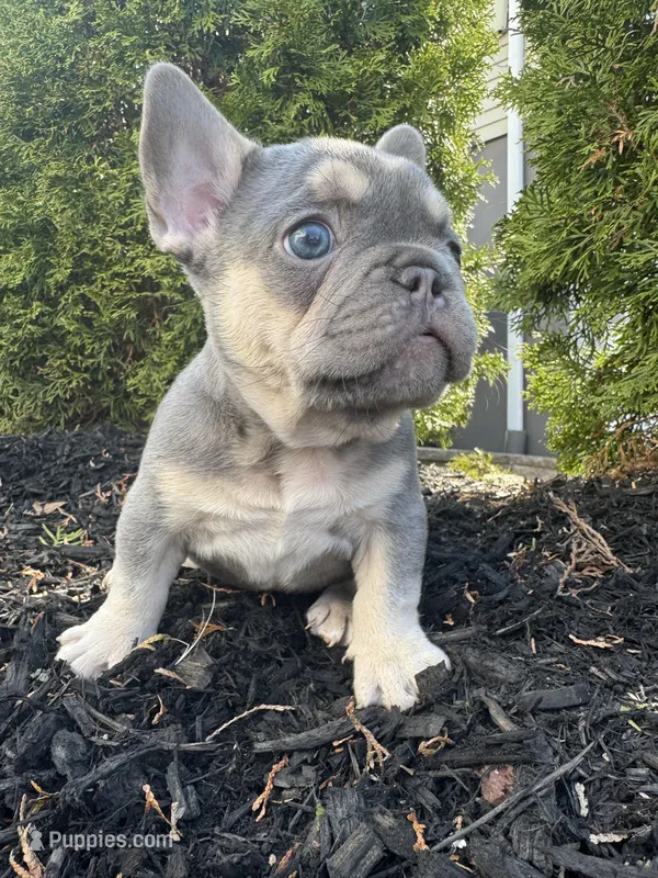 Blue – French Bulldog puppy for sale in Sayreville, NJ