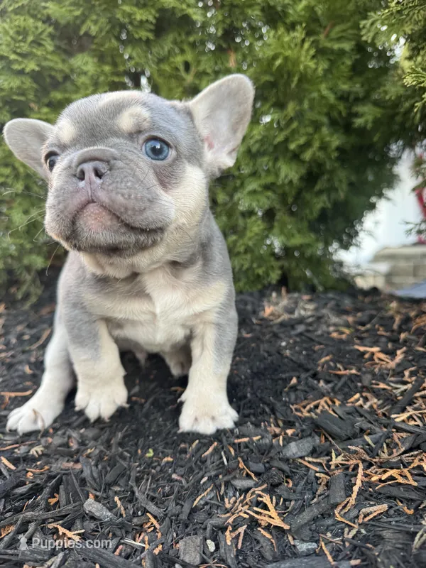 Blue – French Bulldog puppy for sale in Sayreville, NJ