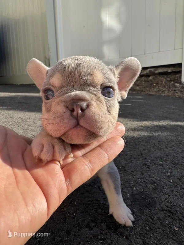 Sara – French Bulldog puppy for sale in Sayreville, NJ