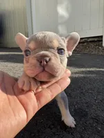 Sara, a female French Bulldog for sale in Sayreville, NJ – Photo 1 of 2