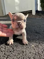 Sara, a female French Bulldog for sale in Sayreville, NJ – Photo 2 of 2