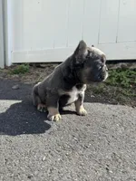 Teddy, a female French Bulldog for sale in Sayreville, NJ – Photo 5 of 8