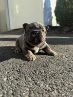 Teddy, a female French Bulldog for sale in Sayreville, NJ – Photo 1 of 2