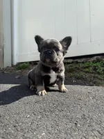 Teddy, a female French Bulldog for sale in Sayreville, NJ – Photo 6 of 8