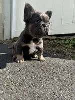 Teddy, a female French Bulldog for sale in Sayreville, NJ – Photo 2 of 8