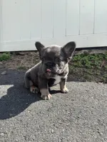 Teddy, a female French Bulldog for sale in Sayreville, NJ – Photo 8 of 8