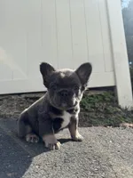 Teddy, a female French Bulldog for sale in Sayreville, NJ – Photo 7 of 8