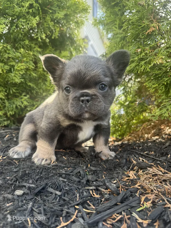 Teddy – French Bulldog puppy for sale in Sayreville, NJ