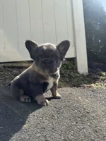 Teddy, a female French Bulldog for sale in Sayreville, NJ – Photo 3 of 8