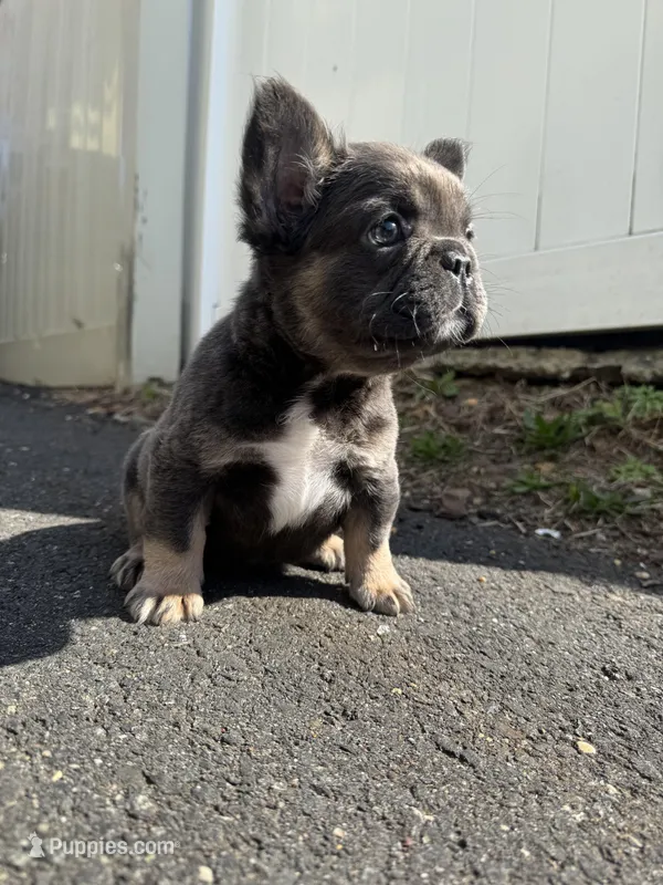 Teddy – French Bulldog puppy for sale in Sayreville, NJ