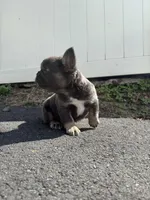 Teddy, a female French Bulldog for sale in Sayreville, NJ – Photo 4 of 8