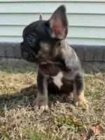 Venus, a female French Bulldog for sale in Sayreville, NJ – Photo 7 of 10