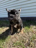 Venus, a female French Bulldog for sale in Sayreville, NJ – Photo 8 of 10