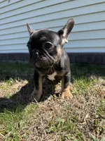Venus, a female French Bulldog for sale in Sayreville, NJ – Photo 10 of 10