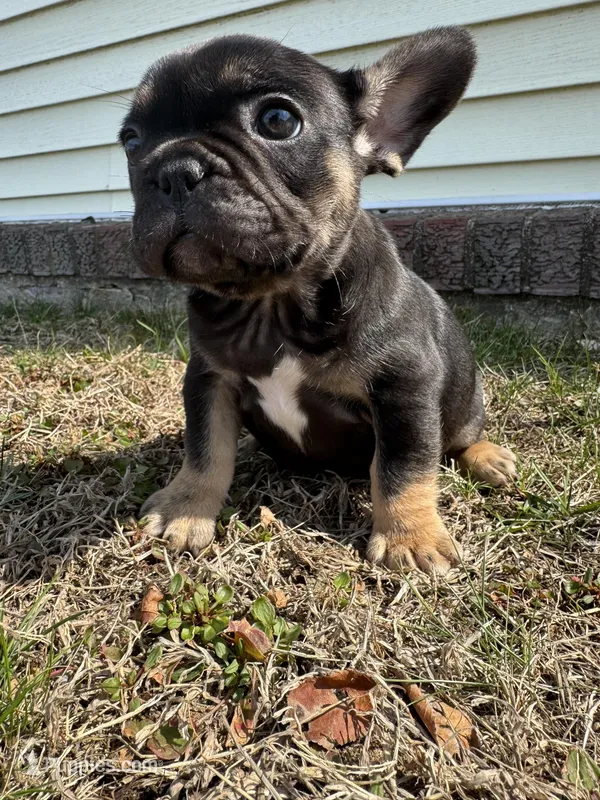 Venus – French Bulldog puppy for sale in Sayreville, NJ