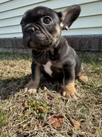 Venus, a female French Bulldog for sale in Sayreville, NJ – Photo 2 of 10