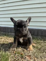 Venus, a female French Bulldog for sale in Sayreville, NJ – Photo 3 of 10