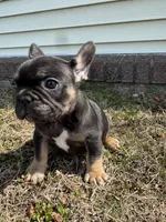 Venus, a female French Bulldog for sale in Sayreville, NJ – Photo 6 of 10
