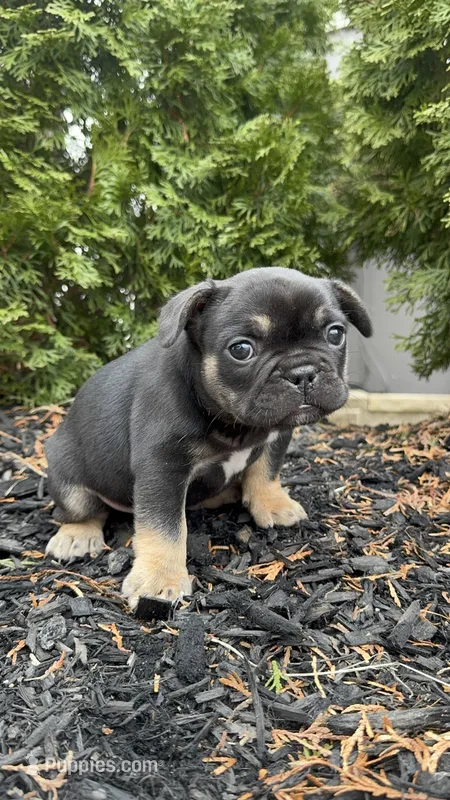 Venus, a female French Bulldog for sale in Sayreville, NJ – Photo 1 of 3