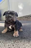 Venus, a female French Bulldog for sale in Sayreville, NJ – Photo 2 of 3