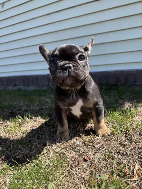 Venus – French Bulldog puppy for sale in Sayreville, NJ