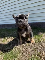 Venus, a female French Bulldog for sale in Sayreville, NJ – Photo 1 of 10