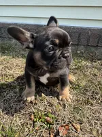Venus, a female French Bulldog for sale in Sayreville, NJ – Photo 5 of 10